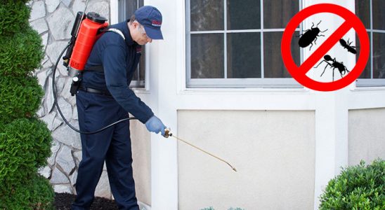 Beykoz Karınca İlaçlama böcek ilaçlama ve haşere kontrolü — ilaclama-tr.com